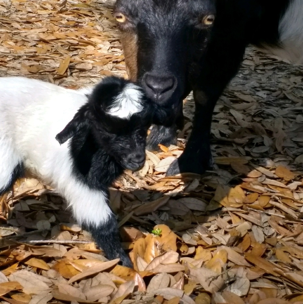 Meet your Posher, Frances